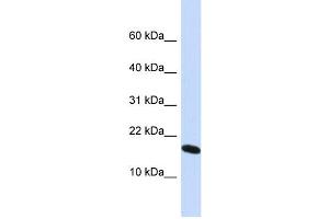 WB Suggested Anti-H2AFX Antibody Titration: 0. (H2AFX antibody  (N-Term))