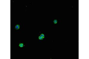 Immunofluorescent analysis of HepG2 cells using ABIN7165586 at dilution of 1:100 and Alexa Fluor 488-congugated AffiniPure Goat Anti-Rabbit IgG(H+L) (FNTB antibody  (AA 1-300))