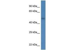 Image no. 1 for anti-Syndecan 3 (SDC3) (AA 27-76) antibody (ABIN6746281) (SDC3 antibody  (AA 27-76))