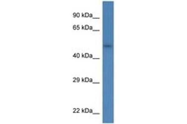 SDC3 antibody  (AA 27-76)