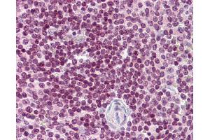 Anti-CDC20 antibody IHC of human spleen. (CDC20 antibody  (N-Term))