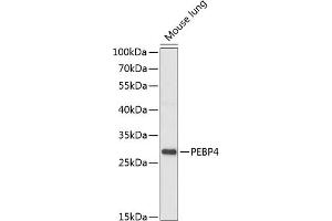 Western blot analysis of extracts of mouse lung, using PEBP4 antibody (ABIN7269279) at 1:1000 dilution. (PEBP4 antibody  (AA 23-120))