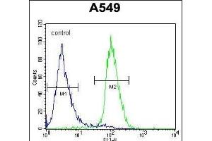 C1orf51 Antibody (N-term) (ABIN654338 and ABIN2844109) flow cytometric analysis of A549 cells (right histogram) compared to a negative control cell (left histogram). (C1orf51 antibody  (N-Term))