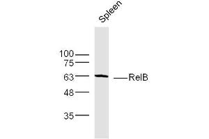 Mouse Spleen lysates probed with RelB Polyclonal Antibody, Unconjugated  at 1:300 dilution and 4˚C overnight incubation. (RELB antibody  (AA 161-260))