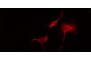 ABIN6274767 staining Hela cells by IF/ICC.