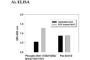 Image no. 1 for Mitogen-Activated Protein Kinase 1/3 (MAPK1/3) ELISA Kit (ABIN625239) (ERK1/2 ELISA Kit)