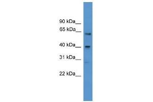 Western Blot showing SSTR2 antibody used at a concentration of 1-2 ug/ml to detect its target protein. (SSTR2 antibody  (Middle Region))
