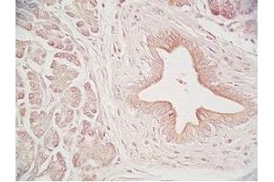 Human pancreas tissue was stained by Rabbit Anti-Urocortin II (Human) Serum (Urocortin 2 antibody  (amidated))