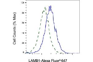 Validation of LAMB1 knockdown using flow cytometry.