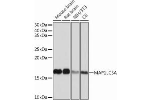 Western blot analysis of extracts of various cell lines, using MLC3A Rabbit mAb (ABIN7268517) at 1:1000 dilution. (MAP1LC3A antibody)