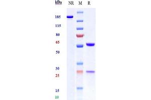 Anti-CD19 Reference Antibody (Immunomedics hA19) on SDS-PAGE under reducing (R) condition.