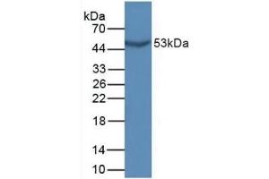 Detection of GDF10 in Mouse Sp2/0 Cells using Polyclonal Antibody to Growth Differentiation Factor 10 (GDF10) (GDF10 antibody  (AA 339-477))