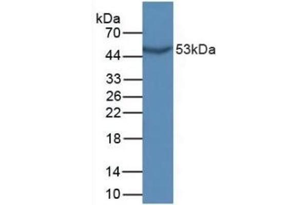 GDF10 Antikörper  (AA 339-477)