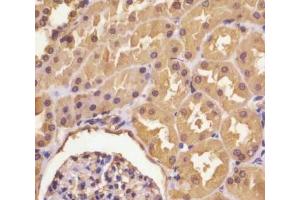 IHC testing of FFPE human kidney with ASS1 antibody at 1:25 dilution.