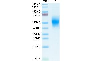 CD300a Protein (CD300A) (AA 18-180) (His tag)