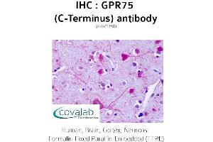 Image no. 1 for anti-G Protein-Coupled Receptor 75 (GPR75) (C-Term) antibody (ABIN1735162) (GPR75 antibody  (C-Term))