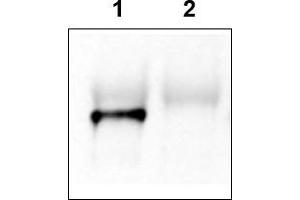 Image no. 2 for anti-GRP1 (General Receptor For phosphoinositides 1)-Associated Scaffold Protein (GRASP) (N-Term) antibody (ABIN401381)