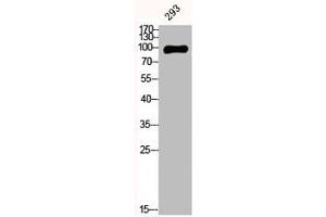 Western Blot analysis of 293 cells using E-cadherin Polyclonal Antibody (CDH1,CDH2,CDH3,CDH4 (C-Term) antibody)