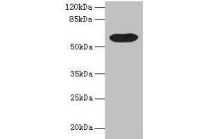 Western blot All lanes: BTN3A1 antibody at 12 μg/mL + Mouse liver tissue Secondary Goat polyclonal to rabbit IgG at 1/10000 dilution Predicted band size: 58, 40, 42, 53 kDa Observed band size: 58 kDa (BTN3A1 antibody  (AA 30-254))