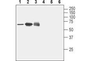 Western blot analysis of rat spleen lysate (lanes 1 and 4), human Jurkat T cell leukemia cell lysate (lanes 2 and 5) and human K562 erythroleukemia cell lysate (lanes 3 and 6): - 1-3. (Nectin-2 antibody  (Extracellular, N-Term))