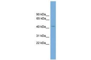 Image no. 1 for anti-Adaptor-Related Protein Complex 1, mu 2 Subunit (AP1m2) (N-Term) antibody (ABIN6744929) (AP1m2 antibody  (N-Term))