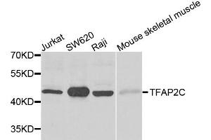 Western blot analysis of extracts of various cells, using TFAP2C antibody. (TFAP2C antibody)