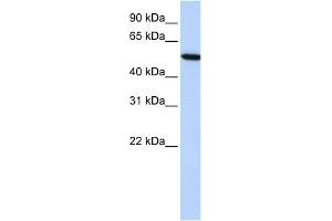 WB Suggested Anti-HRG Antibody Titration:  0.