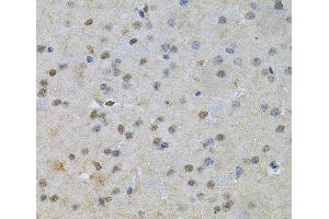 Immunohistochemistry of paraffin-embedded Mouse brain using NRF1 Polyclonal Antibody at dilution of 1:100 (40x lens).