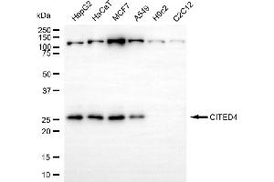 Western blotting analysis using CITED4 antibody (ABIN7797949).