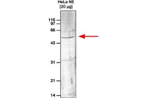 Western Blot of anti-Set9 antibody Western Blot results of Rabbit anti-Set9 antibody. (SETD7 antibody)