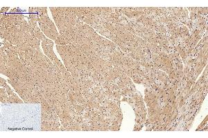 Immunohistochemical analysis of paraffin-embedded mouse heart tissue. (Cyclin A antibody  (AA 190-270))