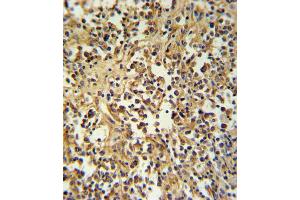 GZMM Antibody IHC analysis in formalin fixed and paraffin embedded human lymph tissue followed by peroxidase conjugation of the secondary antibody and DAB staining. (GZMM antibody  (AA 84-113))