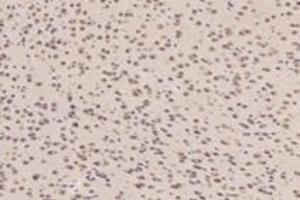 Immunohistochemistry analysis of paraffin-embedded mouse prefrontal lobe using PYM (ABIN7074992) at dilution of 1: 6000