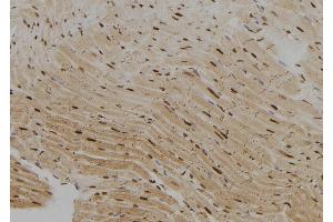 ABIN6279426 at 1/100 staining Rat heart tissue by IHC-P. (KHSRP antibody  (N-Term))