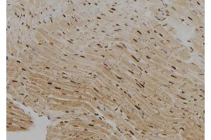 ABIN6279426 at 1/100 staining Rat heart tissue by IHC-P.