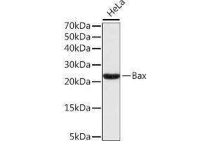 Western blot analysis of extracts of HeLa cells, using Bax antibody . (BAX antibody)