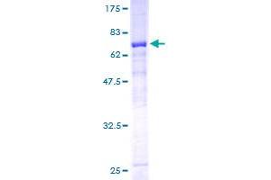 HKDC1 Protein (AA 1-427) (GST tag)