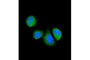 Confocal immunofluorescent analysis of ASPN Antibody (Center) (ABIN390536 and ABIN2840879) with 293 cell followed by Alexa Fluor® 488-conjugated goat anti-rabbit lgG (green). (Asporin antibody  (AA 242-269))