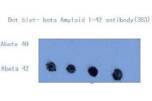 Western Blotting (WB) image for anti-Amyloid beta (Abeta) (C-Term) antibody (ABIN1105356) (beta Amyloid antibody  (C-Term))