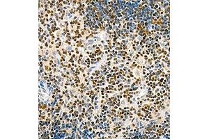 TCF7 antibody