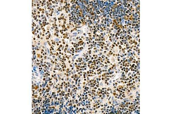 TCF7 antibody