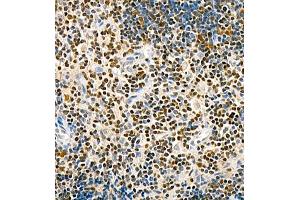 Immunohistochemistry of paraffin embedded rat thymus using TCF7 (ABIN7075952) at dilution of 1:600 (400x lens) (TCF7 antibody)