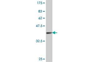 Galnt1 antibody  (AA 42-123)