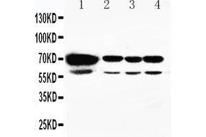 Anti-HSPA2 antibody, Western blotting Lane 1: Rat Testis Tissue Lysate Lane 2: A549 Cell Lysate Lane 3: MCF-7 Cell Lysate Lane 4: HELA Cell Lysate (HSPA2 antibody  (C-Term))