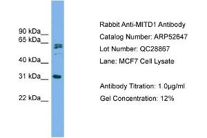WB Suggested Anti-MITD1  Antibody Titration: 0. (MITD1 antibody  (Middle Region))