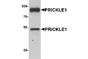 Western Blotting (WB) image for anti-Prickle-Like Protein 1 (PRICKLE1) (C-Term) antibody (ABIN1077370) (PRICKLE1 antibody  (C-Term))