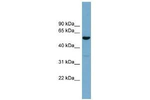 ACTR10 antibody used at 1 ug/ml to detect target protein. (ACTR10 antibody)