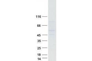 Validation with Western Blot (GPR150 Protein (Myc-DYKDDDDK Tag))