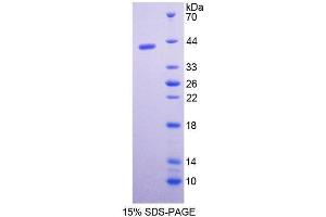 SDS-PAGE (SDS) image for Pepsinogen C (PGC) (AA 17-392) protein (His tag) (ABIN1080478) (PGC Protein (AA 17-392) (His tag))