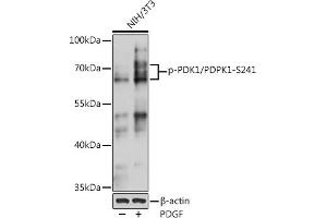 Western blot analysis of extracts of NIH/3T3 cells, using Phospho-PDK1/PDPK1-S241 pAb (ABIN6135282, ABIN6136186, ABIN6136187 and ABIN6225525) at 1:1000 dilution. (PDPK1 antibody  (pSer241))